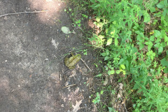 Frog on the Bike Path_IMG_2396